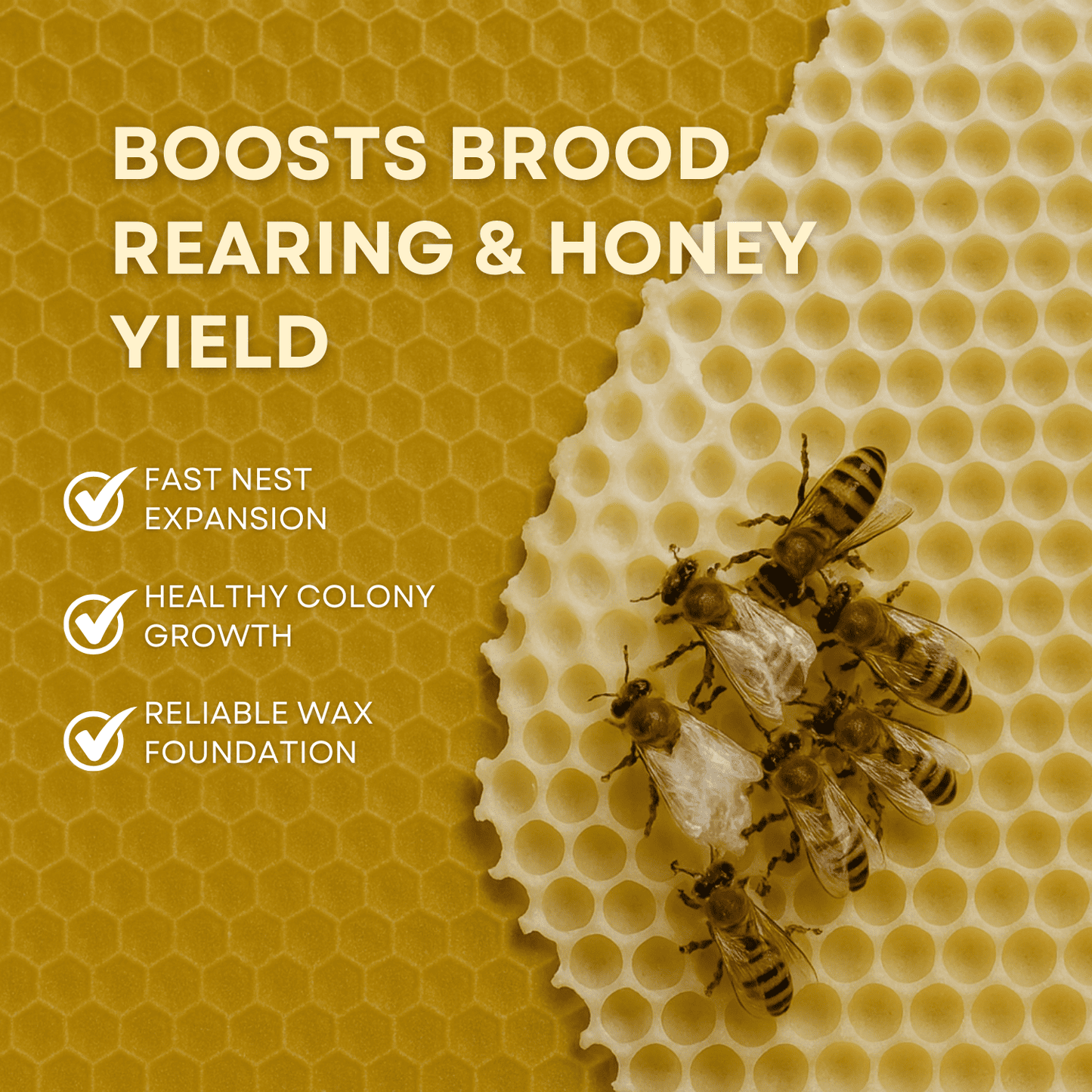 BeeReady Beeswax Foundation Sheets – Honeycomb Sheets for Apis Cerana Indica (Pack of 15)