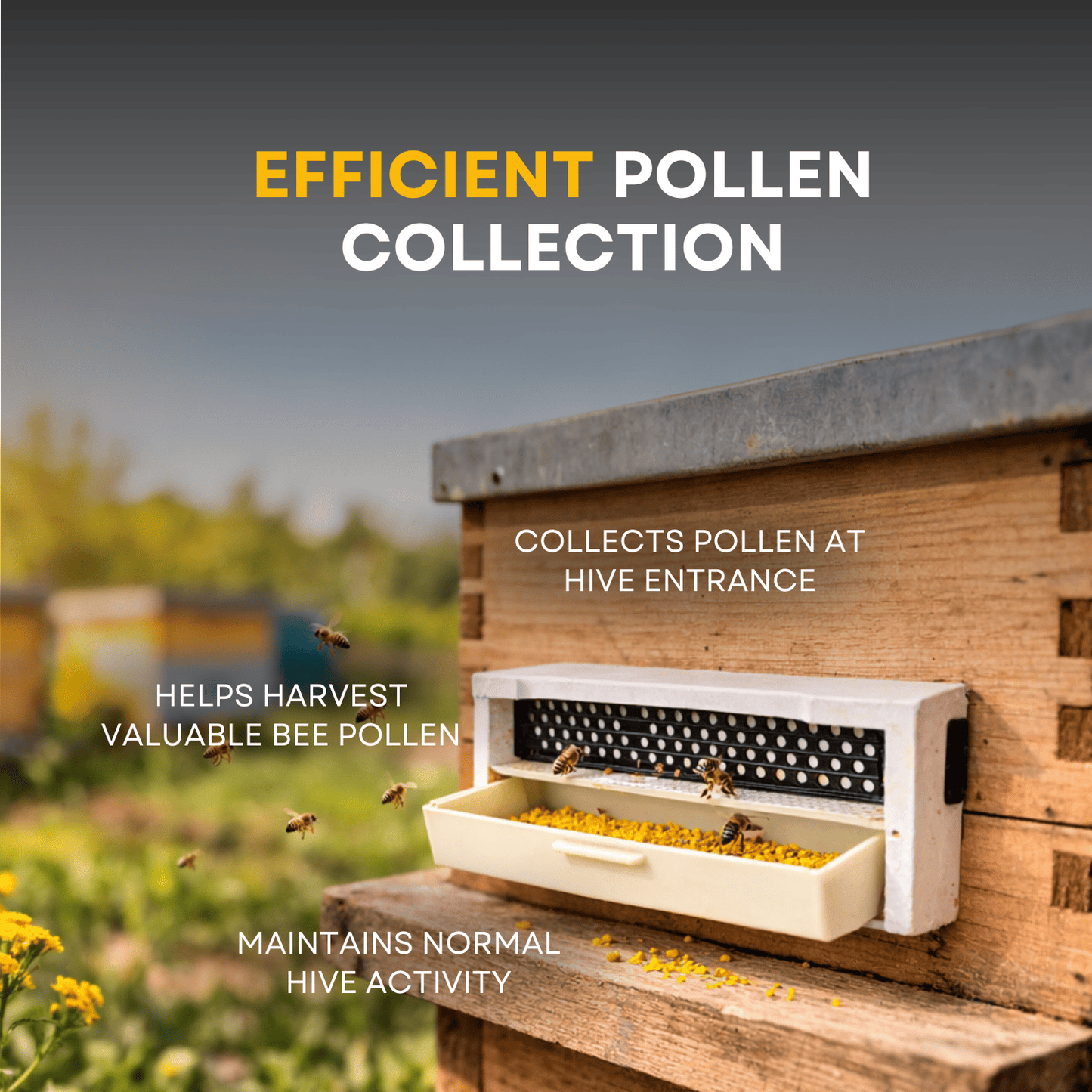 BeeReady Bee Pollen Trap – Efficient Pollen Collector for Apis Cerana Indica